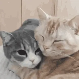 😽 811373bd koty, zwierzęta, zwierzaki, słodkie, przyjaźń, miłość, uczucie telegram sticker