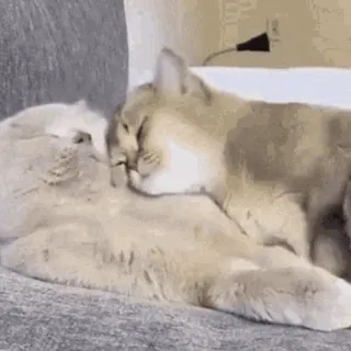 😽 868b34fc kot, zwierzę domowe, zwierzę, słodki, miłość, przyjaźń, uczucie telegram sticker