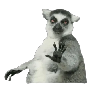 😉 4bcbce1f lemure, animale, carino, madagascar, primate whatsapp sticker