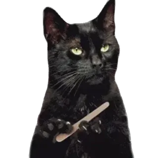 🐱 69446459 gatto, gatto nero, manicure, lima per unghie, divertente, animale whatsapp sticker