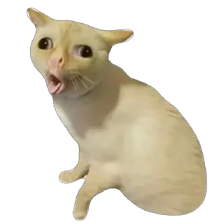 🤮 8519a51c gatto, scioccato, meme, animale, divertente whatsapp sticker