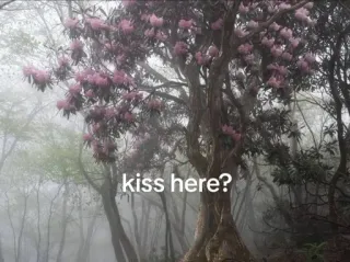 🌟 061f6746 kiss here? baiser, amour, romantique, nature, arbre, fleurs whatsapp sticker