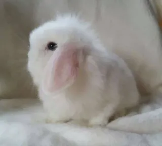 😇 0cec5438 lapin, lapin blanc, mignon, animal, animal de compagnie, lapinou whatsapp sticker