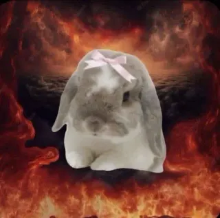 🌟 2461878c lapin, mignon, noeud, feu, nuages, animal de compagnie, animal whatsapp sticker