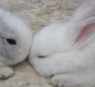 ❤️ 252b438e lapin, animal, mignon, blanc, animal domestique, lapereau whatsapp sticker