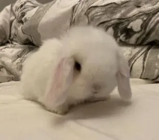 😔 2f296412 lapin, animal, animal de compagnie, mignon, blanc whatsapp sticker