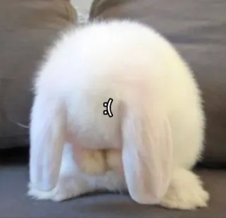 😭 4f1916a4 :[ triste, lapin, lapin, mignon, animal, animal de compagnie whatsapp sticker
