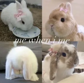 🌟 5a0ffe77 me when i me lapin, mignon, animal, lapin, animal domestique, animal de compagnie whatsapp sticker