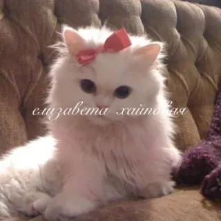 🌟 794b9785 елизавета хайновская chat, animal de compagnie, chaton, chat blanc, noeud, mignon whatsapp sticker