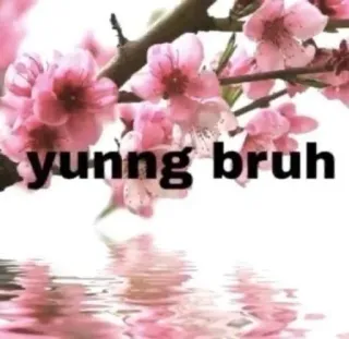 🌸 8b569f78 yungg bruh Mème, Yung Bruh, Fleurs, Floraison, Reflet eau whatsapp sticker