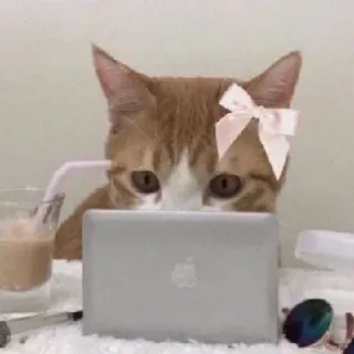 🌟 a7b65c69 chat, ordinateur, portable, bureau, animal de compagnie, animal, mignon, drôle whatsapp sticker