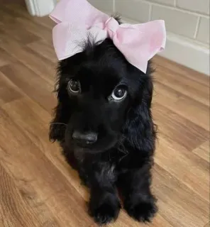 🎀 b835313b chien, chiot, mignon, animal, animal de compagnie, chien noir, noeud whatsapp sticker