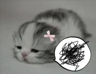 🌟 fdb5098c chaton, chat, gribouillage, nœud, mignon, animal whatsapp sticker