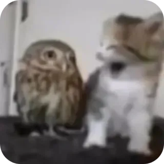 😁 2affab5b burung hantu, kucing, anak kucing, hewan, lucu, persahabatan, hewan peliharaan, burung, mamalia telegram sticker