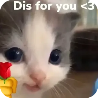 🐱 60c302a1 Dis for you <3 kucing, anak kucing, imut, emoji, cinta, mawar telegram sticker