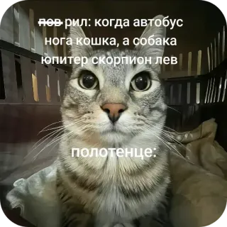🤨 d8a2db22 лев рил: когда автобус
нога кошка, а собака
юпитер скорпион лев

полотенце: kucing, meme, lucu, hewan peliharaan, hewan, meme Rusia telegram sticker