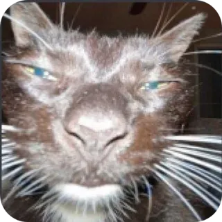 🐱 e3082f31 kucing, binatang, hewan peliharaan, mamalia, kucing domestik telegram sticker