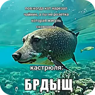🦴 f9d3d9bf пов: когда кот нарезал
чайник, а ты не розетка
которая жигуль
сковорода
кастрюля:
БРДЫЩ kucing, ikan, lucu, meme, teks, rusia telegram sticker
