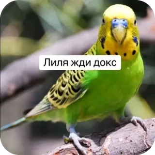 🐦 fd00deb3 Лиля жди докс burung, parkit, hewan peliharaan, hewan, budgie telegram sticker