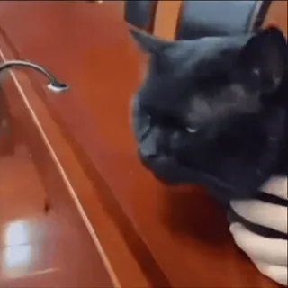 🤩 0d2c26ec chat, chat noir, animal domestique, animal de compagnie whatsapp sticker