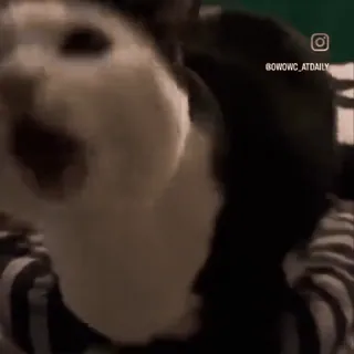 🤩 11ecfc41 BOWOWC_ATDAILY chat, drôle, mème, animal, animal de compagnie, cri whatsapp sticker