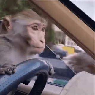 🤩 20e21983 singe, conduite, voiture, animal, primate, mème whatsapp sticker