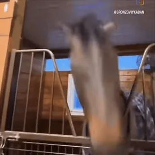 🤩 4f38957e @BRONZOVIYKABAN cheval, écurie, animal whatsapp sticker