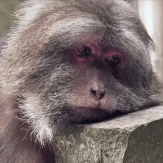 🤩 684cebf7 singe, animal, mammifère, faune, primate, triste, macaca japonais whatsapp sticker