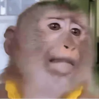 🤩 73fd6feb singe, animal, mammifère, faune sauvage, triste, mignon, primate whatsapp sticker