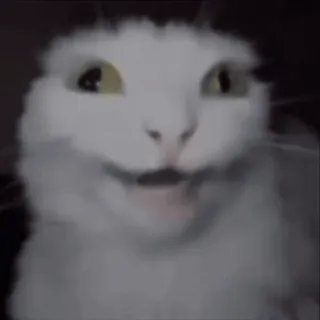 🤩 90838cfd chat, animal, drôle, mème, animal de compagnie, mignon whatsapp sticker