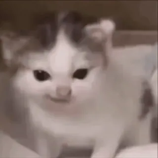🤬 9ef84851 chat, chaton, animal de compagnie, animal, mignon, adorable, animal domestique, félin whatsapp sticker