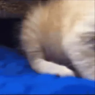 😴 a3e1c07a chat, animal, animal de compagnie, mignon, doux, animal domestique whatsapp sticker