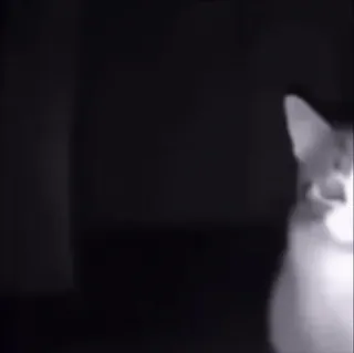 🧐 b142df15 chat, animal, animal de compagnie, animal domestique, mammifère, félin whatsapp sticker