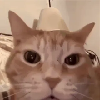 🤩 c4dc4a90 chat, animal de compagnie, animal, mème, drôle, chat roux whatsapp sticker