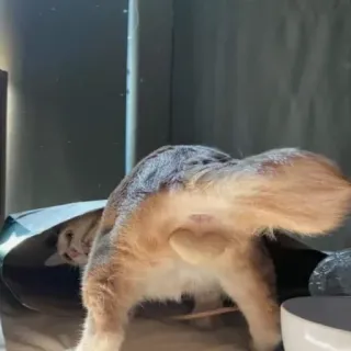 😼 26719c3f kat, dier, huisdier, grappig, meme, schattig telegram sticker