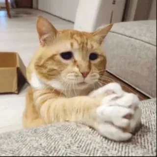 😸 6a210af5 kat, dier, schattig, meme, grappig, oranje kat telegram sticker