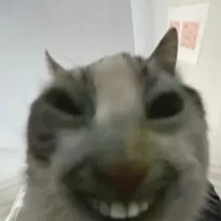 😈 c559efb9 kat, dier, huisdier, meme, grappig, glimlachend, vrolijk telegram sticker