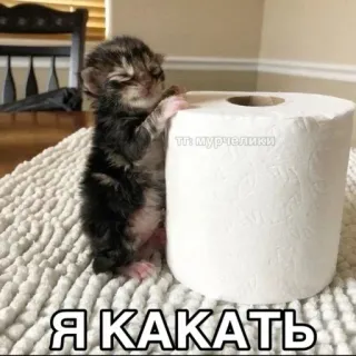 😎 e54d0a78 Я KAKATЬ kitten, wc papier, grappig, kat, schattig, dieren telegram sticker