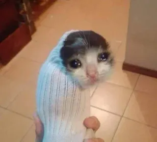 😿 09e8fc17 cat, kitten, sad, sock, funny, animal, cute telegram sticker