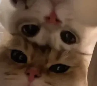 👀 205b2cf6 cats, animals, pets, cute, stack, ginger cat, white cat telegram sticker