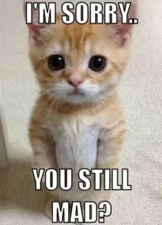 🙀 4fa1b4e4 I'M SORRY.. YOU STILL MAD? cat, apology, sorry, meme, cute, animal, pet telegram sticker