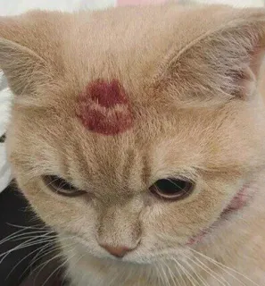 👄 6900bc9e cat, kiss, lipstick, animal, pet, cute telegram sticker