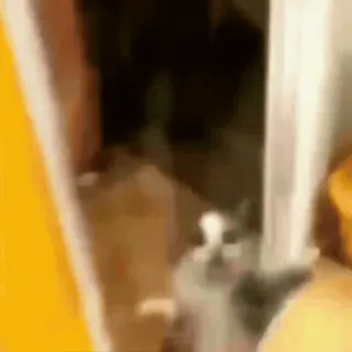 🌟 a8ca67be mèo, động vật, thú cưng, vật nuôi whatsapp sticker