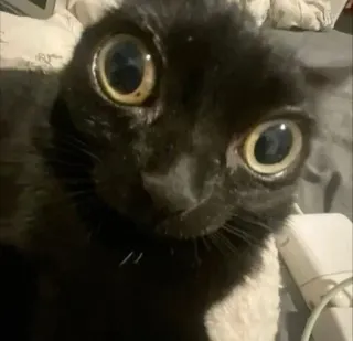 🌟 fa0ab4b2 mèo, mèo đen, hài hước, mắt to, meme, động vật whatsapp sticker