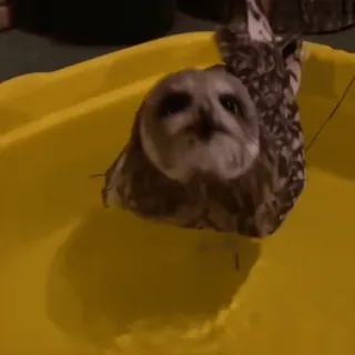 🦉 020501d8 Eule, Vogel, Bad, Tier, Wasser, gelbe Wanne whatsapp sticker