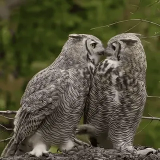 🦉 16822011 Eulen, Vögel, Tiere, Natur, Wildtiere, Virginia-Uhu whatsapp sticker