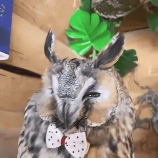 🦉 359c31af Eule, Vogel, Fliege, Tier whatsapp sticker