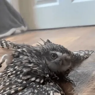 🦉 39205fe9 Eule, Vogel, Tier, Wildtier, süß, Natur whatsapp sticker