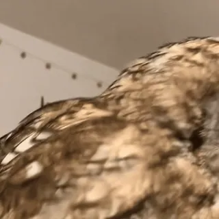 🦉 43b9f8a1 Eule, Vogel, Tier, Natur whatsapp sticker