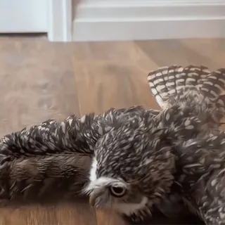 🦉 7cc7c3a8 Eule, Vogel, Tier, Wildtier, Vogelwelt, Fauna whatsapp sticker